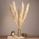 GloboStar® PAMPASGRASS 36508 Αποξηραμένο Φυτό Γρασίδι της Πάμπας - Μπουκέτο Διακοσμητικών Κλαδιών Μπεζ - Εκρού Υ100cm