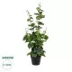 GloboStar® Artificial Garden VITIS GRAPE TREE 20379 Τεχνητό Διακοσμητικό Φυτό Άμπελος Υ90cm