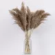 GloboStar® PAMPASGRASS 36544 Αποξηραμένο Φυτό Γρασίδι της Πάμπας - Μπουκέτο Διακοσμητικών Κλαδιών Μπεζ - Καφέ Υ60cm