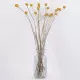 GloboStar® GRASPEDIA 36533 Αποξηραμένο Φυτό Κρασπέδια Φ3cm - Μπουκέτο Διακοσμητικών Κλαδιών Μπεζ - Κίτρινο Υ70cm